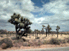 jtrees.gif (63662 bytes)