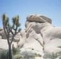 joshuatree.jpg (2744 bytes)